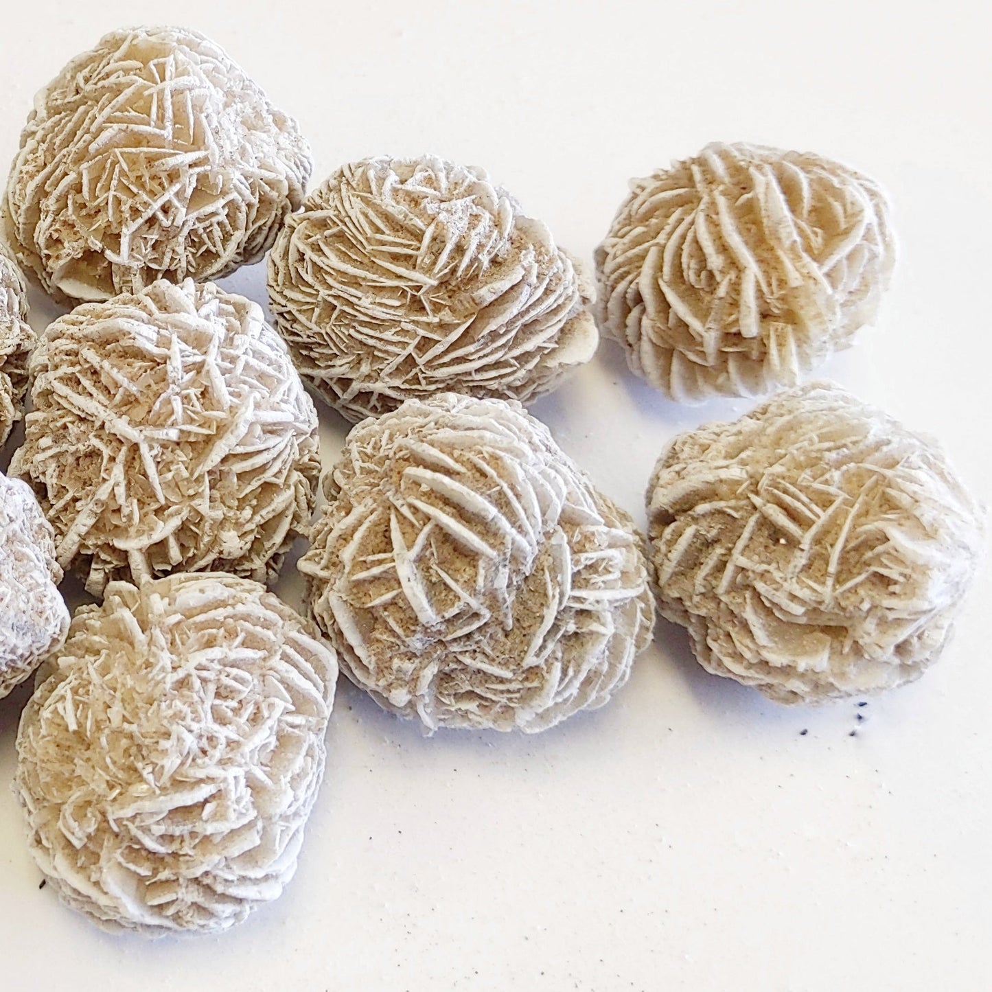 Desert Rose