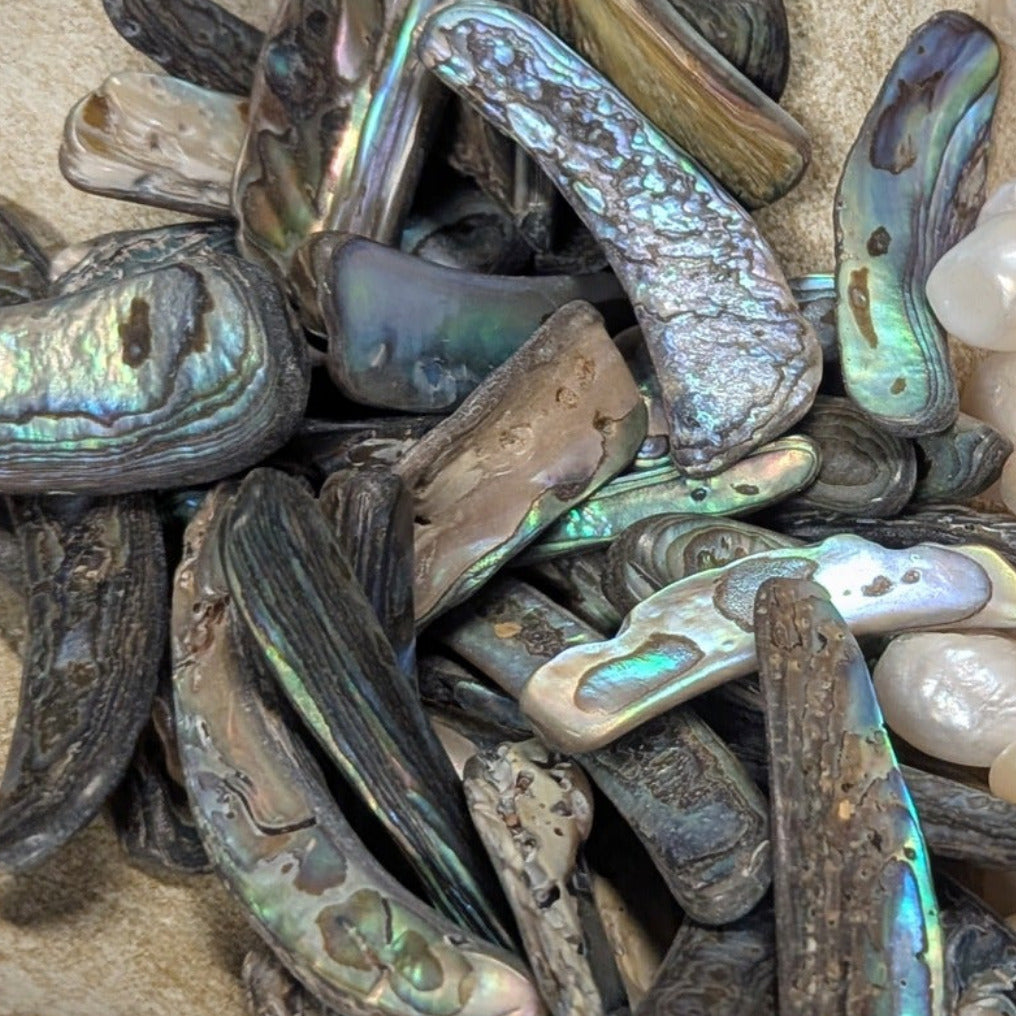 Abalone Shell