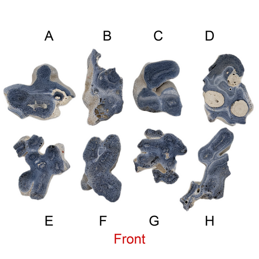Blue Jade Coral - Medium